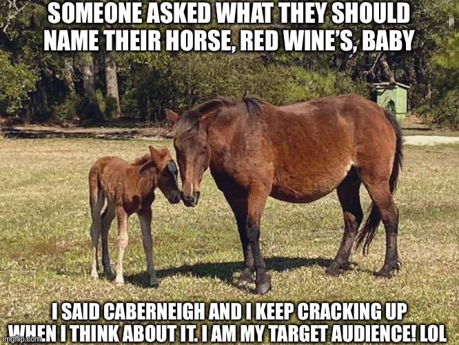A horse of course | SOMEONE ASKED WHAT THEY SHOULD NAME THEIR HORSE, RED WINE’S, BABY; I SAID CABERNEIGH AND I KEEP CRACKING UP WHEN I THINK ABOUT IT. I AM MY TARGET AUDIENCE! LOL | image tagged in funny | made w/ Imgflip meme maker