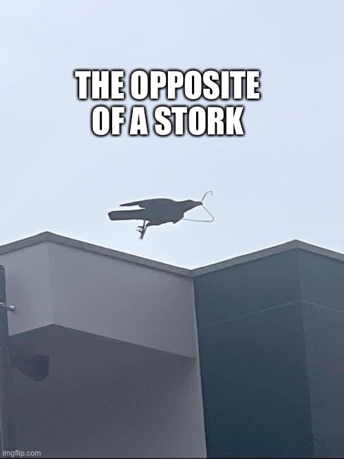 Stork | THE OPPOSITE OF A STORK | image tagged in funny animals | made w/ Imgflip meme maker