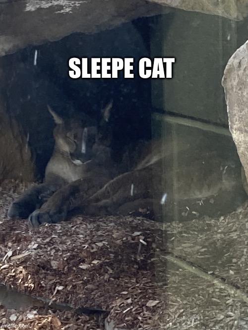 Cat sleepey | SLEEPE CAT | image tagged in cat sleepey | made w/ Imgflip meme maker