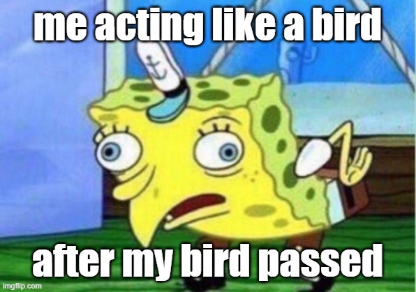 im sad now | me acting like a bird; after my bird passed | image tagged in memes,mocking spongebob | made w/ Imgflip meme maker