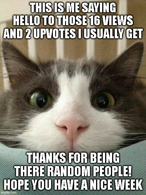 Hi. I hope you have a nice week. | THIS IS ME SAYING HELLO TO THOSE 16 VIEWS AND 2 UPVOTES I USUALLY GET; THANKS FOR BEING THERE RANDOM PEOPLE! HOPE YOU HAVE A NICE WEEK | image tagged in hello kitty cat | made w/ Imgflip meme maker