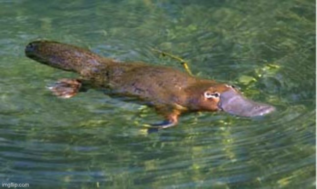 Platypus by Strongly Opinionated Platypus | image tagged in platypus by strongly opinionated platypus | made w/ Imgflip meme maker