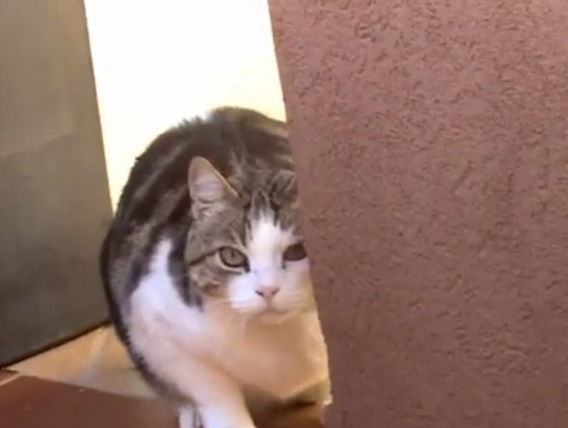 Natale Blank Meme Template