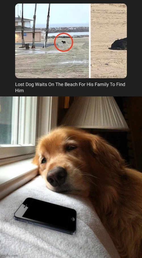 Lost dog | image tagged in dog waiting,news,dogs,dog,beach,memes | made w/ Imgflip meme maker