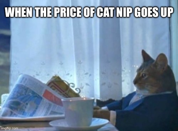 Cat Nip Prices | WHEN THE PRICE OF CAT NIP GOES UP | image tagged in i should buy a boat cat,cat nip,cats,price goes up,oh no | made w/ Imgflip meme maker