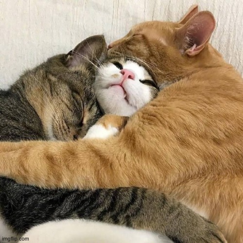 Three cats hugging | image tagged in three cats hugging | made w/ Imgflip meme maker