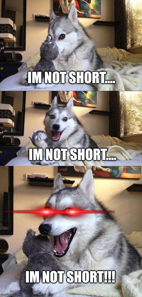 I'm NOT short! | IM NOT SHORT.... IM NOT SHORT.... IM NOT SHORT!!! | image tagged in memes,bad pun dog,funny,dog,short,pets | made w/ Imgflip meme maker