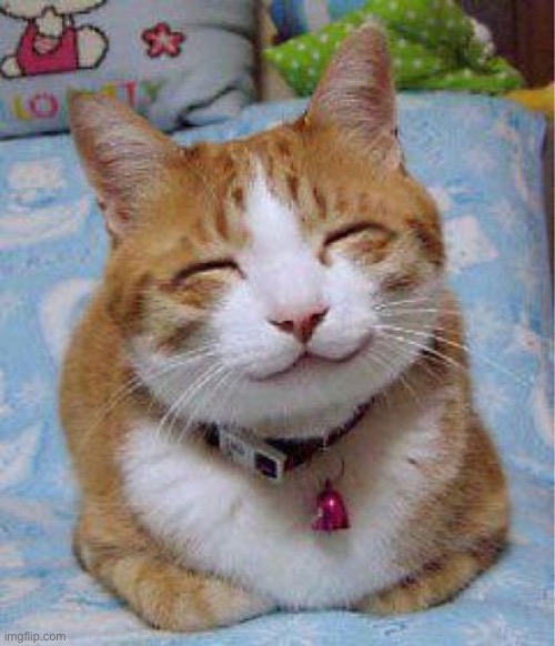 happy cat | image tagged in happy cat | made w/ Imgflip meme maker
