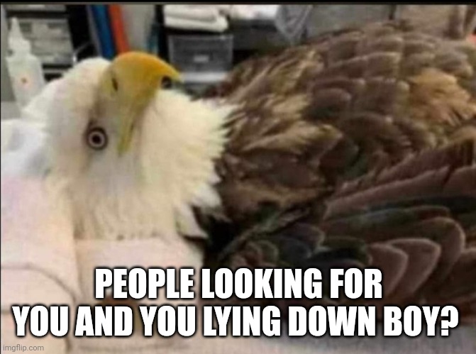 When will the eagle land | PEOPLE LOOKING FOR YOU AND YOU LYING DOWN BOY? | image tagged in funny | made w/ Imgflip meme maker