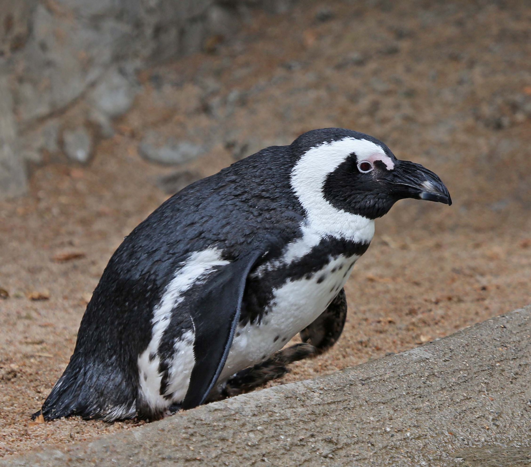 High Quality Penguin-hold-the-ice Blank Meme Template