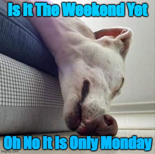 weekend yet | Is It The Weekend Yet; Oh No It Is Only Monday | image tagged in dog,weekend,monday | made w/ Imgflip meme maker