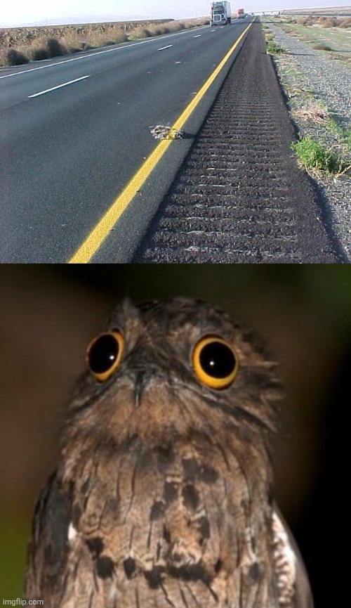 Road animal paint fail | image tagged in internal screaming,road,roads,you had one job,memes,fails | made w/ Imgflip meme maker