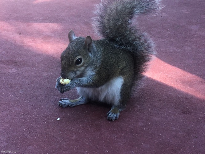 A squirrel eating some popcorn | image tagged in share your own photos | made w/ Imgflip meme maker