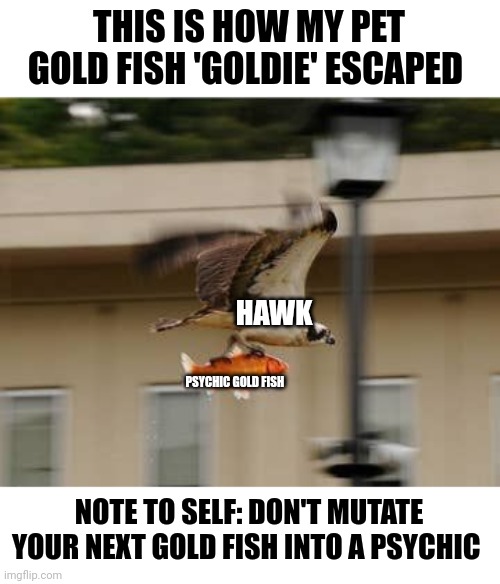 My psychic gold fish escape | THIS IS HOW MY PET GOLD FISH 'GOLDIE' ESCAPED; HAWK; PSYCHIC GOLD FISH; NOTE TO SELF: DON'T MUTATE YOUR NEXT GOLD FISH INTO A PSYCHIC | image tagged in memes | made w/ Imgflip meme maker