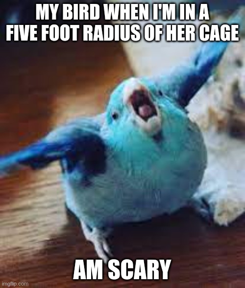 Blue angry parrot | MY BIRD WHEN I'M IN A FIVE FOOT RADIUS OF HER CAGE; AM SCARY | image tagged in blue angry parrot,grrr,scary | made w/ Imgflip meme maker