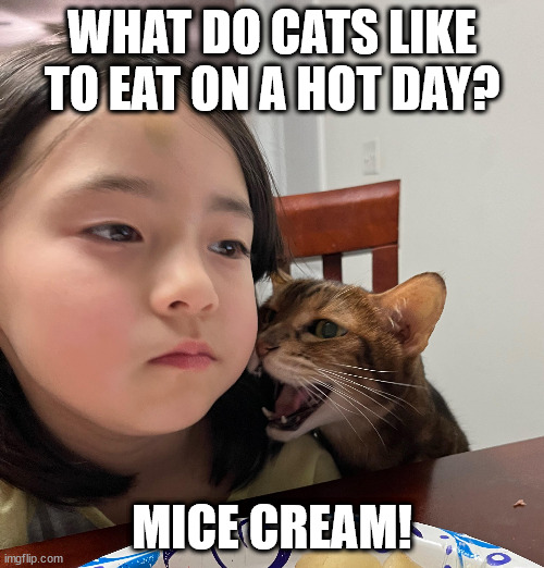 WHAT DO CATS LIKE TO EAT ON A HOT DAY? MICE CREAM! | made w/ Imgflip meme maker