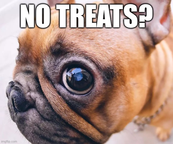 No bitches dog | NO TREATS? | image tagged in lmao,funny,dog,fun,haha,french bulldog | made w/ Imgflip meme maker