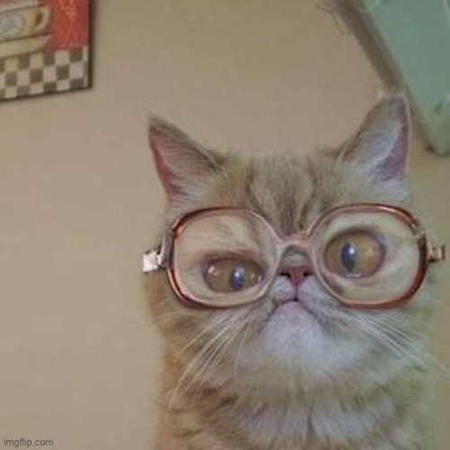 cat with glasses to distract yall from 3/27 :D | image tagged in funny cat with glasses | made w/ Imgflip meme maker