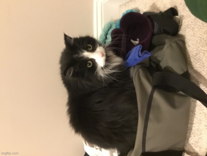a cat in a suitcase to distract yall from 3/27! :D | image tagged in cat in suitcase | made w/ Imgflip meme maker