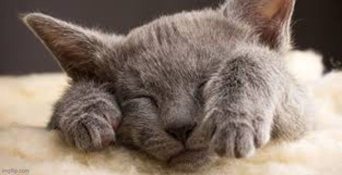 cute cat to distract yall from 3/27! :D | image tagged in hide and seek cat | made w/ Imgflip meme maker