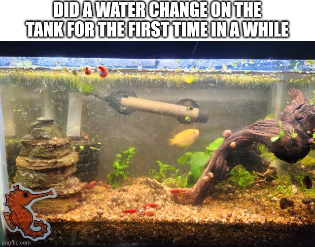 DID A WATER CHANGE ON THE TANK FOR THE FIRST TIME IN A WHILE | made w/ Imgflip meme maker