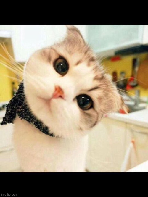 the 13th cute cat ive posted to distract yall from 3/27! :D | image tagged in cute cat | made w/ Imgflip meme maker