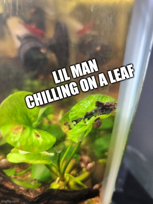 LIL MAN CHILLING ON A LEAF | made w/ Imgflip meme maker