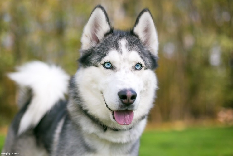 cute husky to keep minds off 3/27 | made w/ Imgflip meme maker