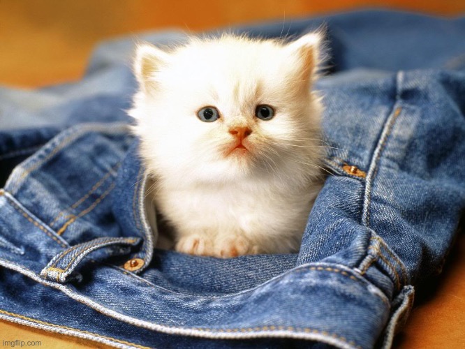 another another ANOTHER cute cat photo to distract yall from 3/27! :D | image tagged in cute cat in pocket | made w/ Imgflip meme maker