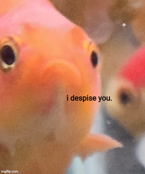 I despise you | image tagged in i despise you | made w/ Imgflip meme maker