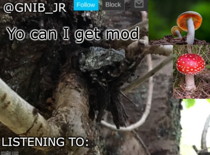 Please | Yo can I get mod | image tagged in gnib_jr's new temp | made w/ Imgflip meme maker