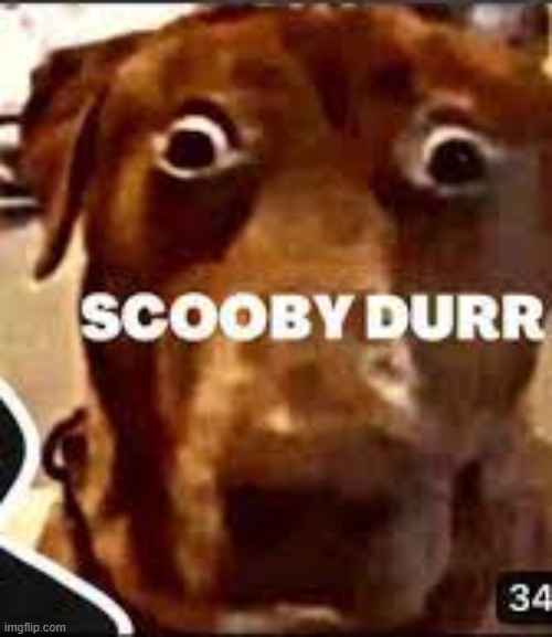 scooby durr | image tagged in funny | made w/ Imgflip meme maker