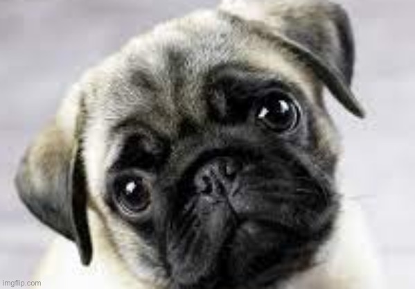 cp (cute pug) | image tagged in dog | made w/ Imgflip meme maker