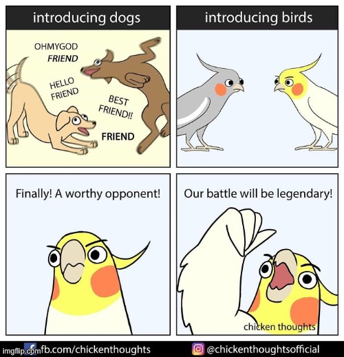 Birb comic: dogs vs birds | image tagged in birb,comics | made w/ Imgflip meme maker