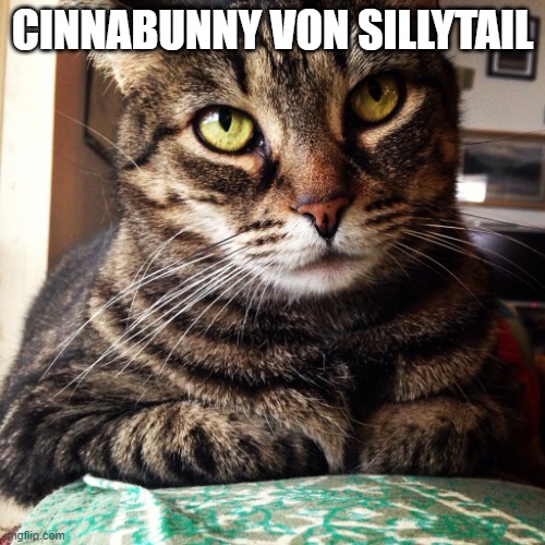 Tabby Cat | CINNABUNNY VON SILLYTAIL | image tagged in tabby cat | made w/ Imgflip meme maker