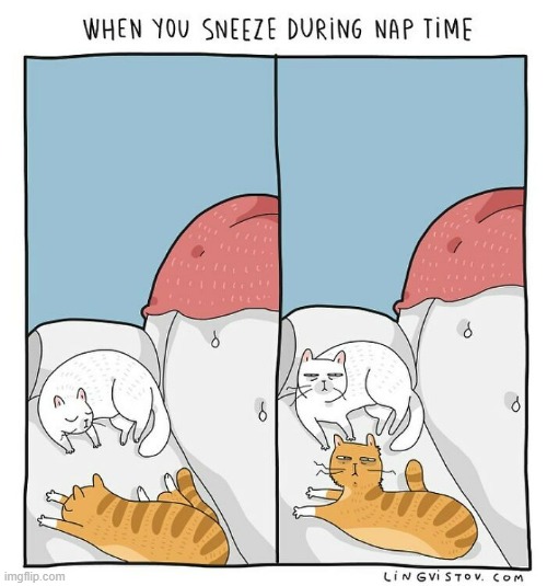 A Cat Guy's Way Of Thinking | image tagged in memes,comics/cartoons,cats,sleeping,sneeze,wake up | made w/ Imgflip meme maker