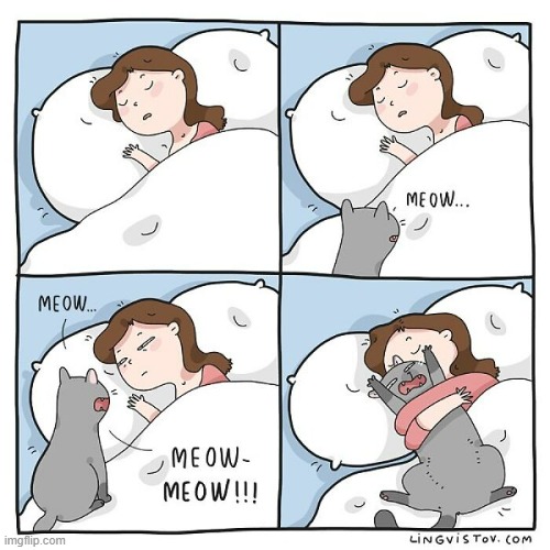 A Cat Lady's Way Of thinking | image tagged in memes,comics/cartoons,cats,meow,cat lady,hug | made w/ Imgflip meme maker