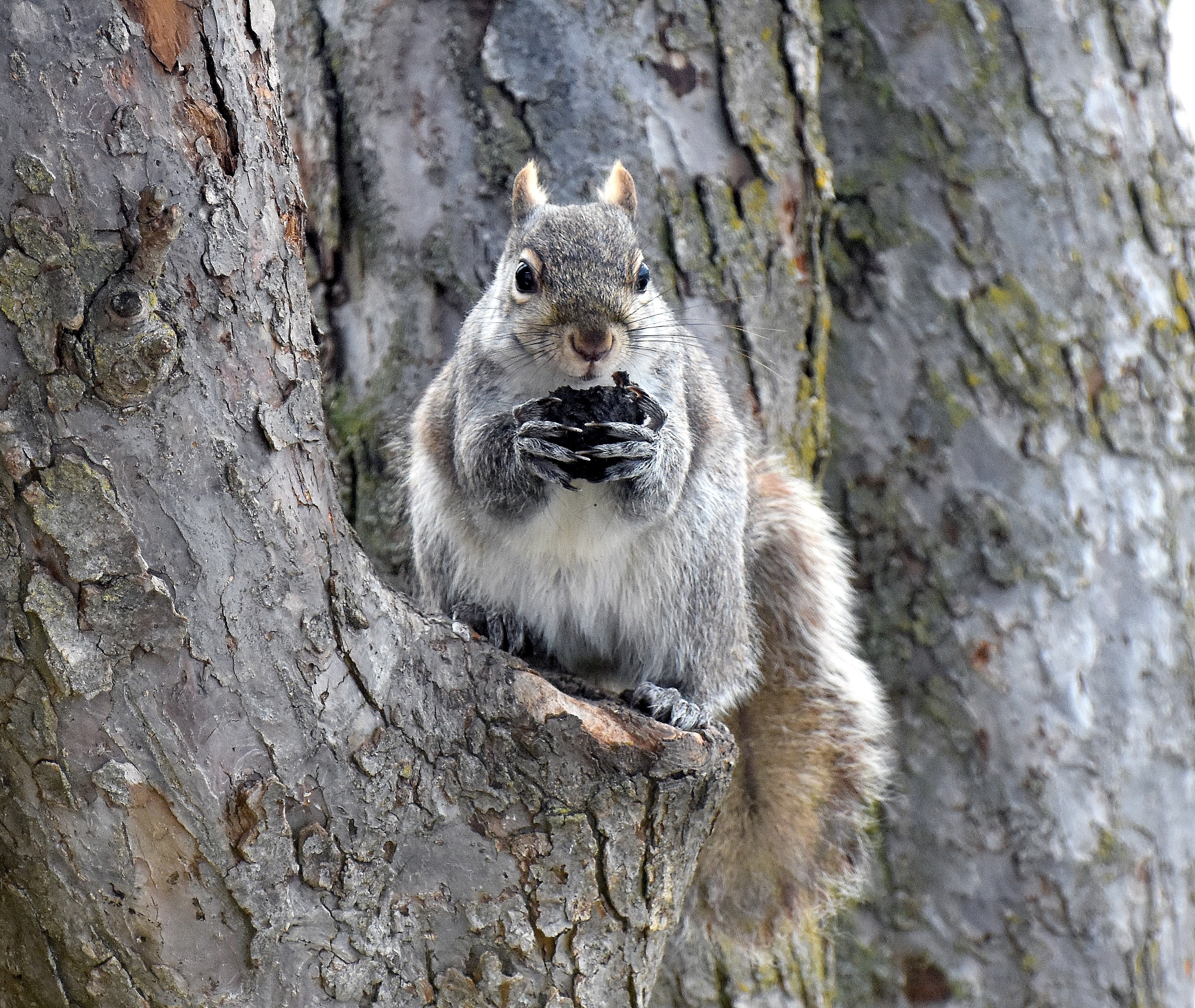 squirrely squirrel | image tagged in squirrel,kewlew | made w/ Imgflip meme maker