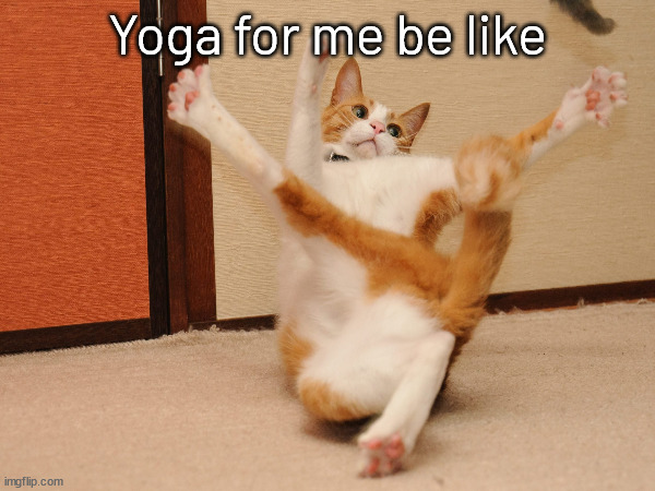 Help me | Yoga for me be like | image tagged in cat | made w/ Imgflip meme maker