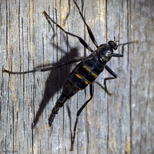 Apparently wingless flies exist | made w/ Imgflip meme maker