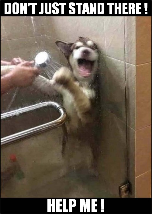 It's Almost Like This Dog Didn't Want A Shower ! | DON'T JUST STAND THERE ! HELP ME ! | image tagged in dogs,shower,help me | made w/ Imgflip meme maker