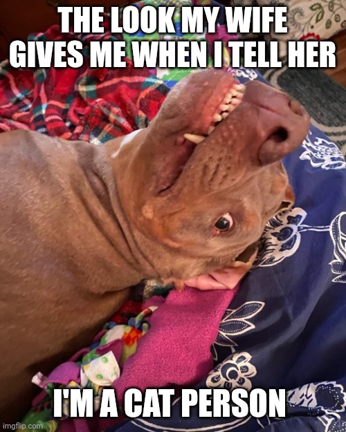 Johnny Hollywood | THE LOOK MY WIFE GIVES ME WHEN I TELL HER; I'M A CAT PERSON | image tagged in true story | made w/ Imgflip meme maker