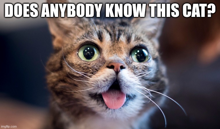 ... | DOES ANYBODY KNOW THIS CAT? | image tagged in lil bub cat,funny,you had one job,memes,so true memes | made w/ Imgflip meme maker