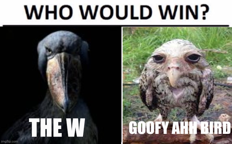 The W Vs Goofy Ahh Bird Imgflip