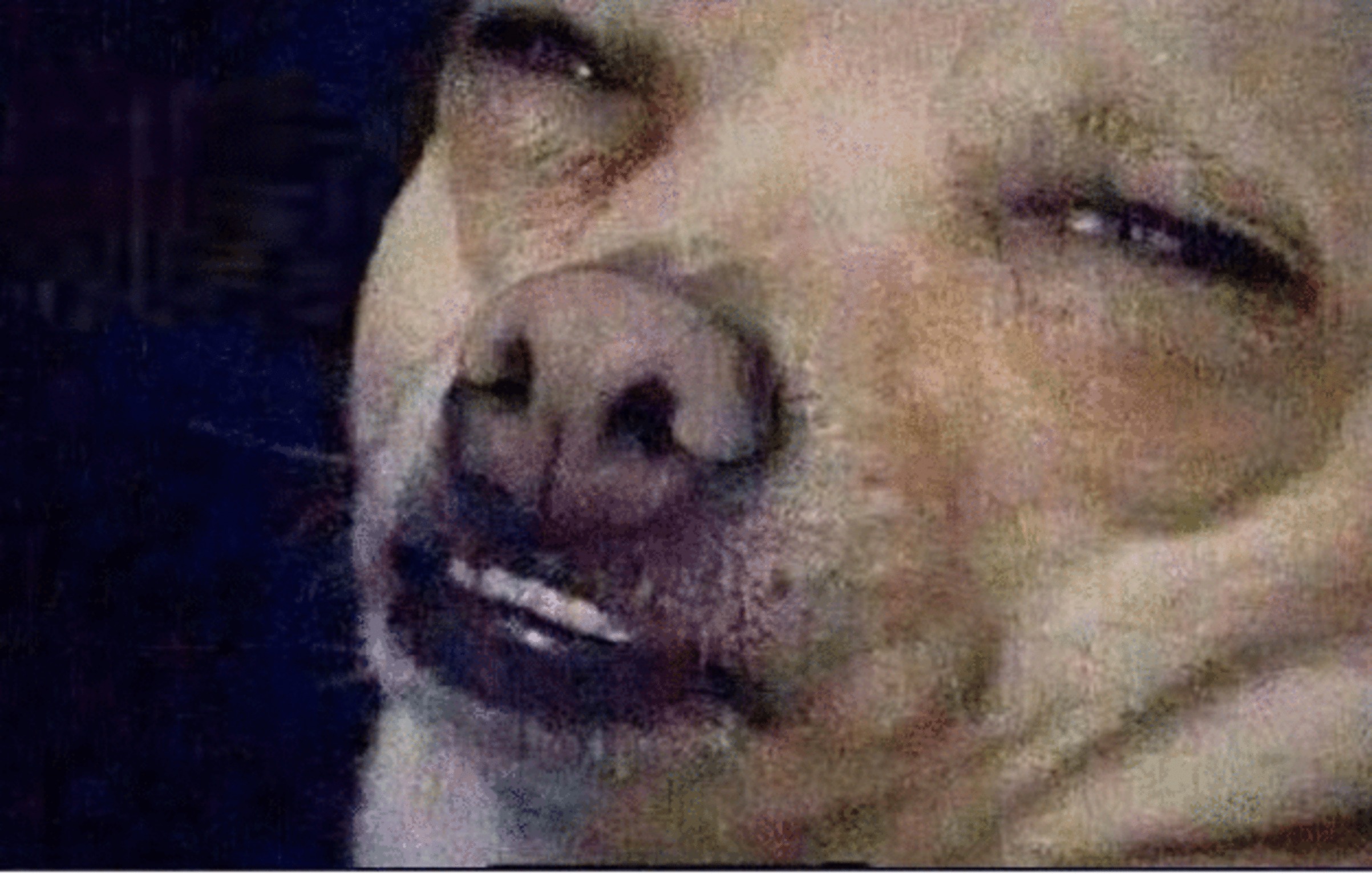 High Quality Perro mirada seas mamon Blank Meme Template