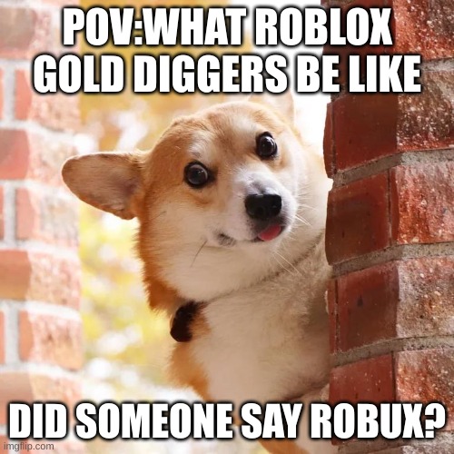 this is true on so many levels | POV:WHAT ROBLOX GOLD DIGGERS BE LIKE; DID SOMEONE SAY ROBUX? | image tagged in excited corgi | made w/ Imgflip meme maker