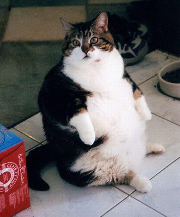 obese cat meme
