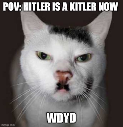 No rules for this use your own imagination make a story | POV: HITLER IS A KITLER NOW; WDYD | image tagged in nazi cat | made w/ Imgflip meme maker