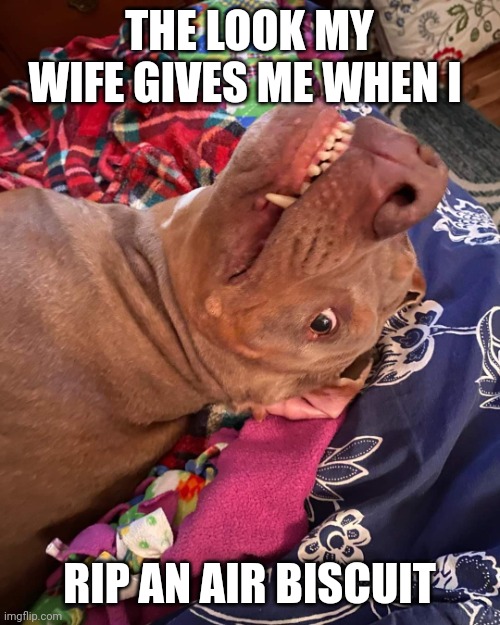 The look my Wife gives me | THE LOOK MY WIFE GIVES ME WHEN I; RIP AN AIR BISCUIT | image tagged in true story | made w/ Imgflip meme maker