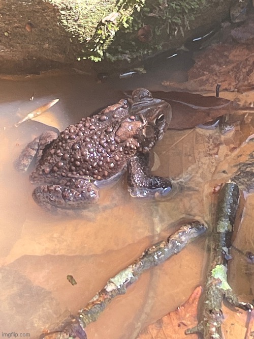 Another toad I found on my hike | image tagged in toad,not a,frog,birdnerd01 is a,girl,photography | made w/ Imgflip meme maker